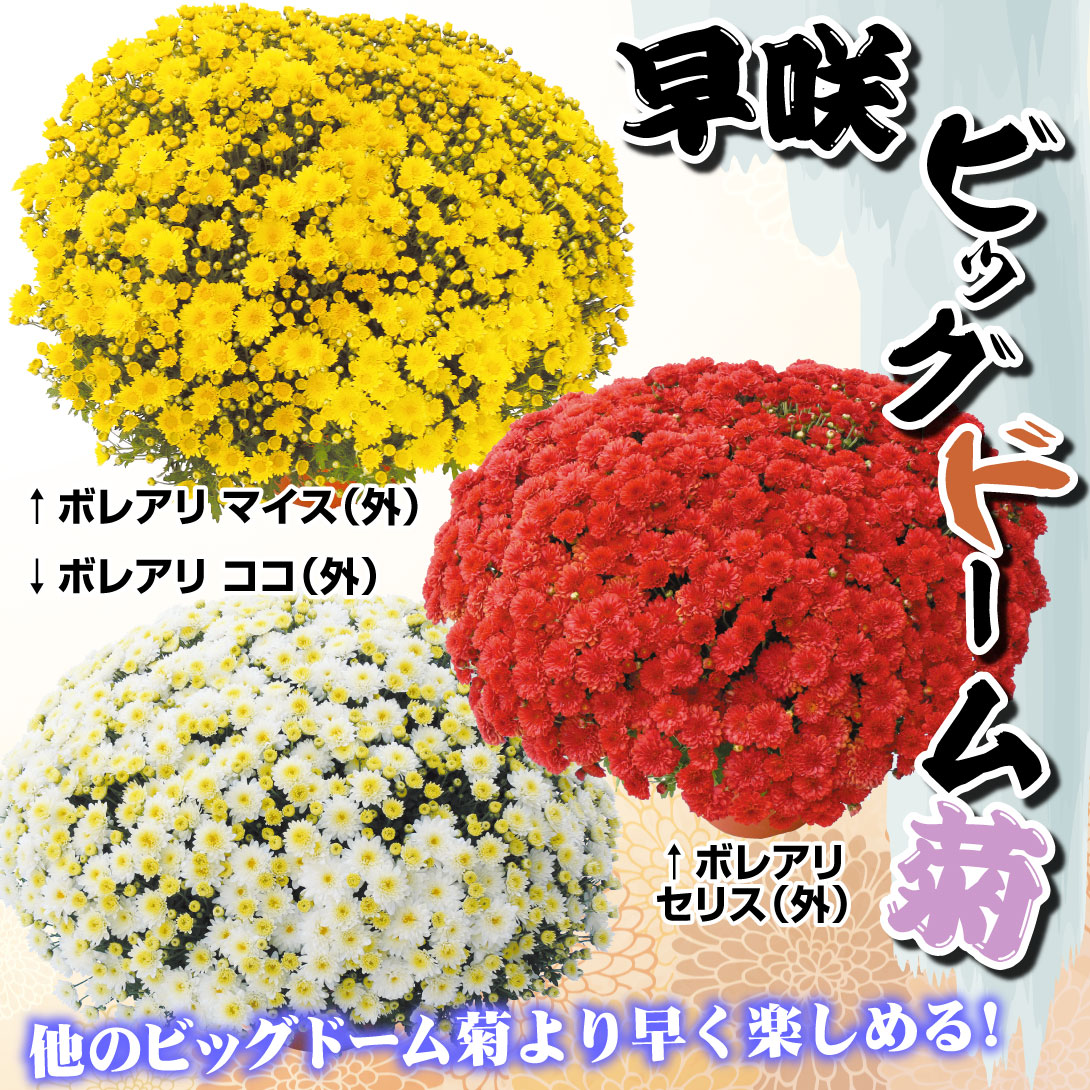 ビッグドーム菊
