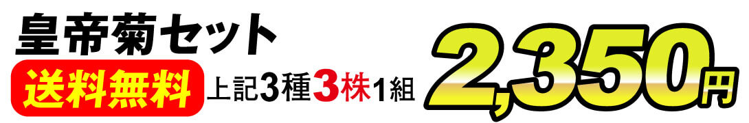 皇帝菊セット