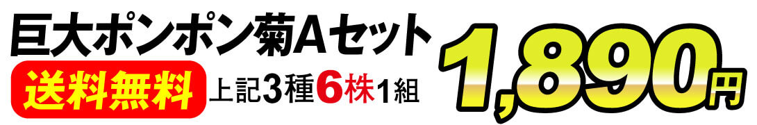 巨大ポンポン菊