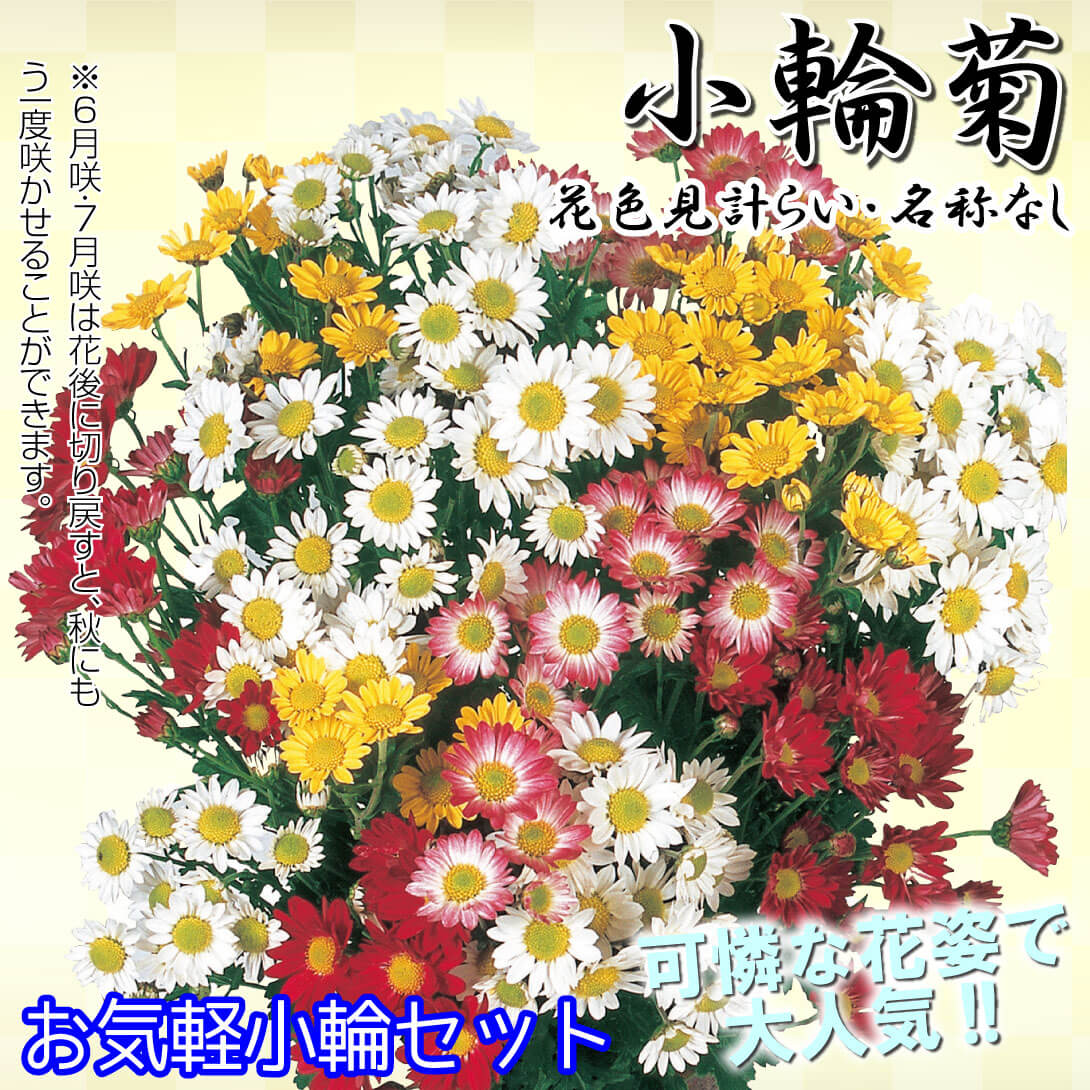 ７月咲小輪セット 