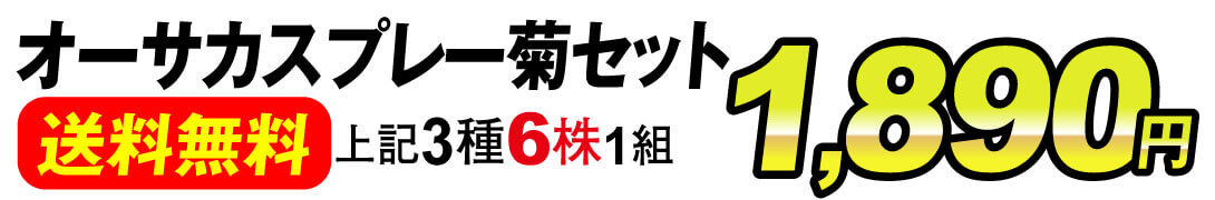 オーサカスプレー菊
