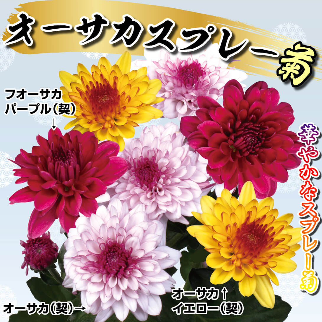 オーサカスプレー菊