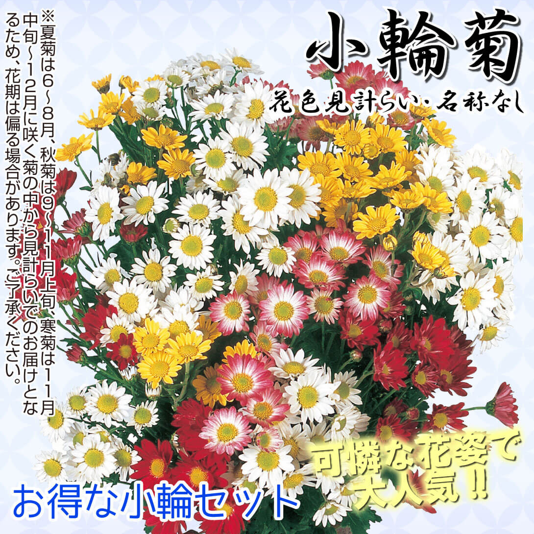 夏菊小輪セット  