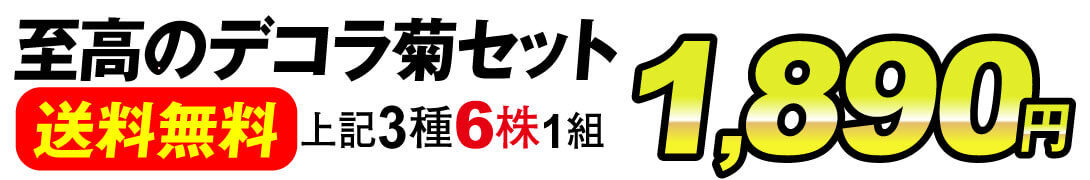 至高のデコラ菊セット