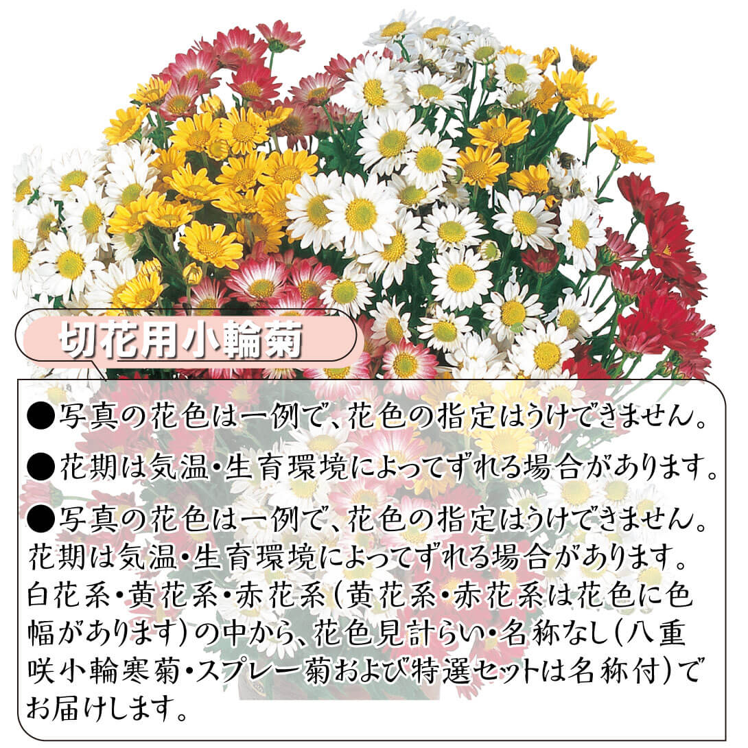 特選12月咲小輪菊セット 