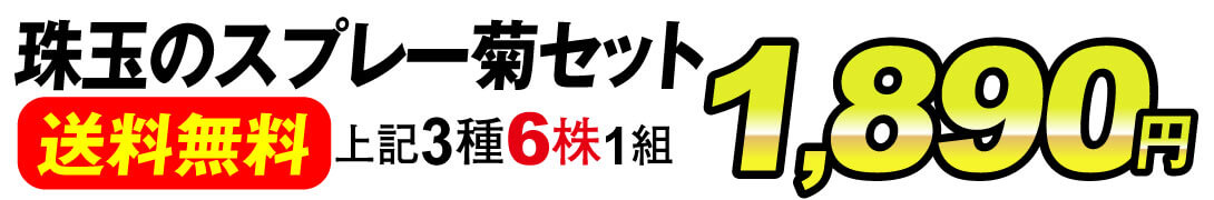 珠玉のスプレー菊