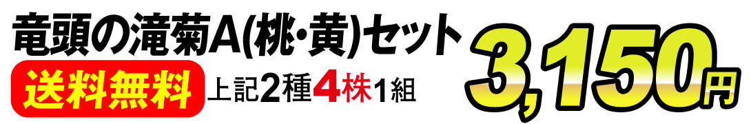  竜頭の滝菊A(桃・黄)セット  