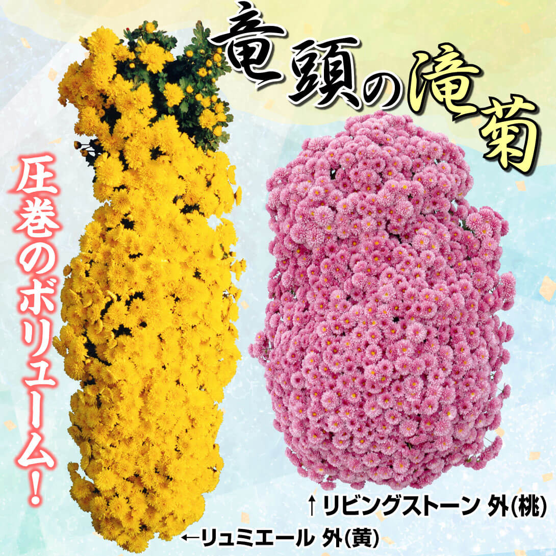  竜頭の滝菊A(桃・黄)セット 