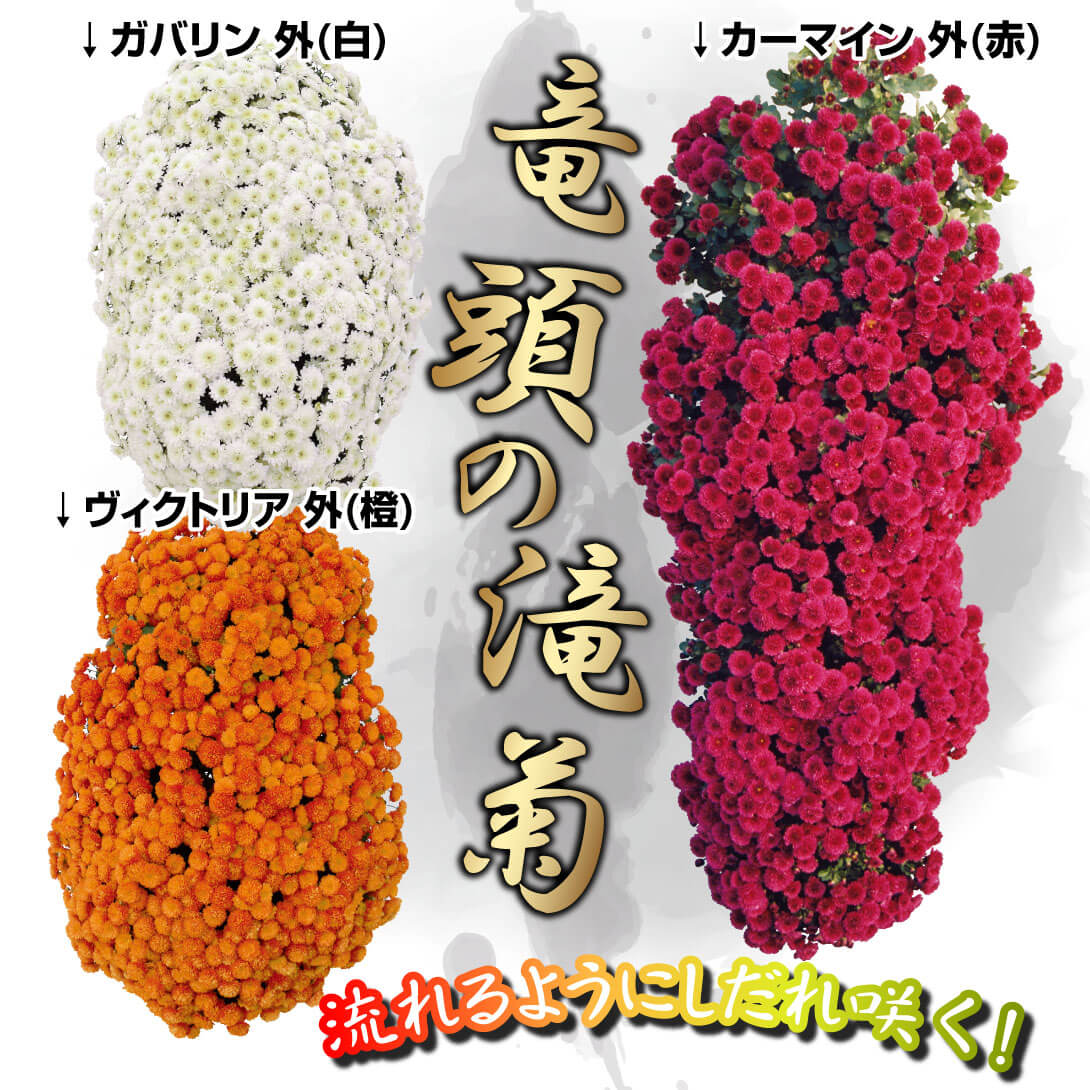  竜頭の滝菊A(桃・黄)セット 