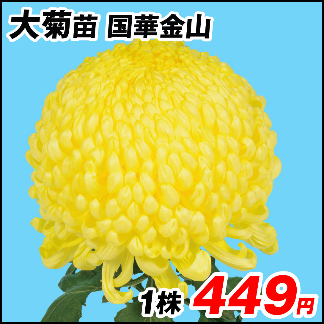 大菊 苗 国華金山