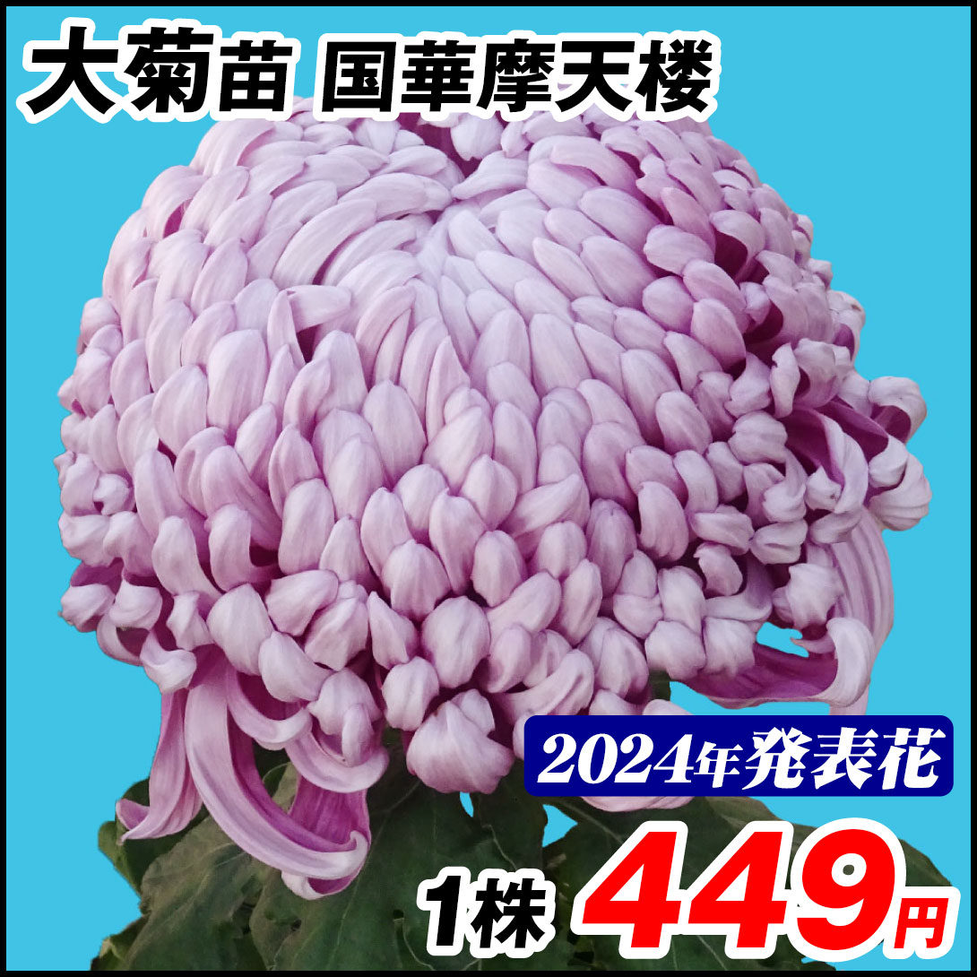 大菊 苗 国華摩天楼
