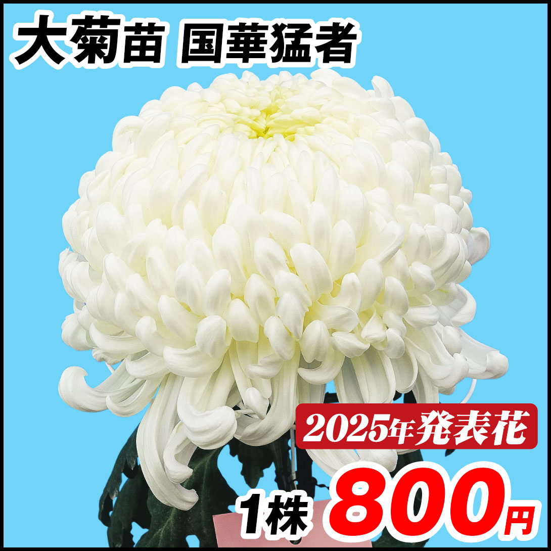 大菊 苗 国華猛者