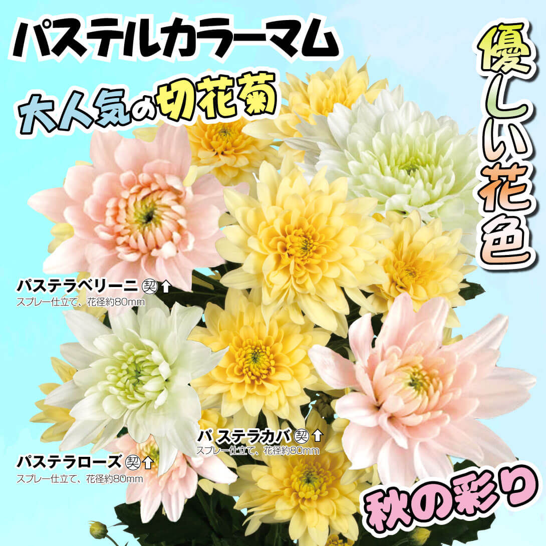 パステルカラーマムセット