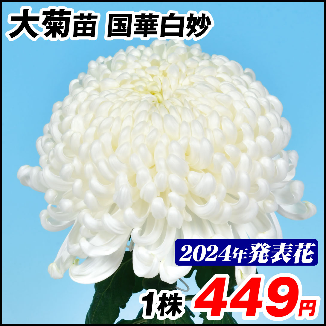 大菊 苗 国華白妙