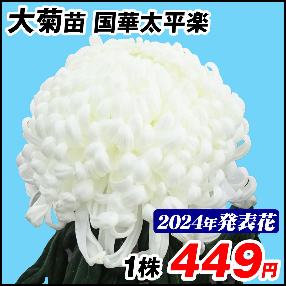大菊 苗 国華太平楽