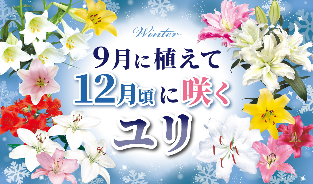 12月咲ユリ