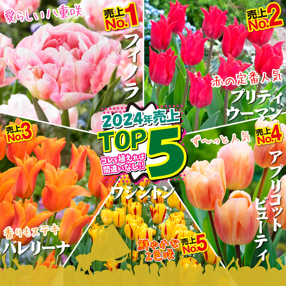 TOP5チューリップ