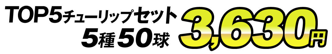 TOP5チューリップ値段3630円