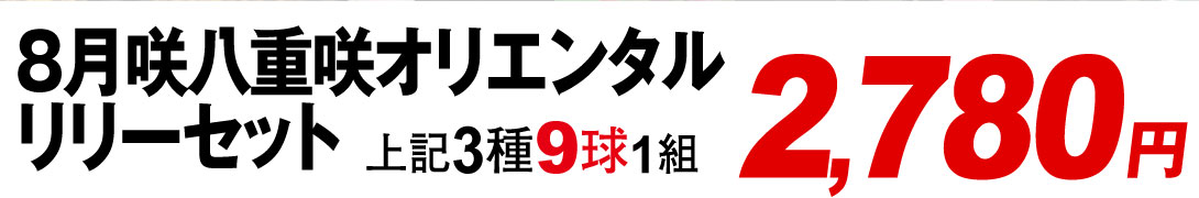 8月咲八重咲オリエンタルリリーセット