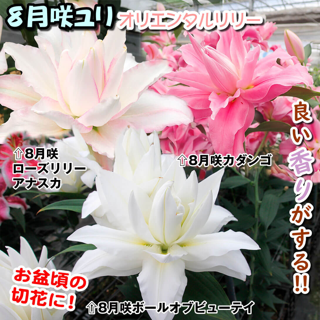 8月咲八重咲オリエンタルリリーセット