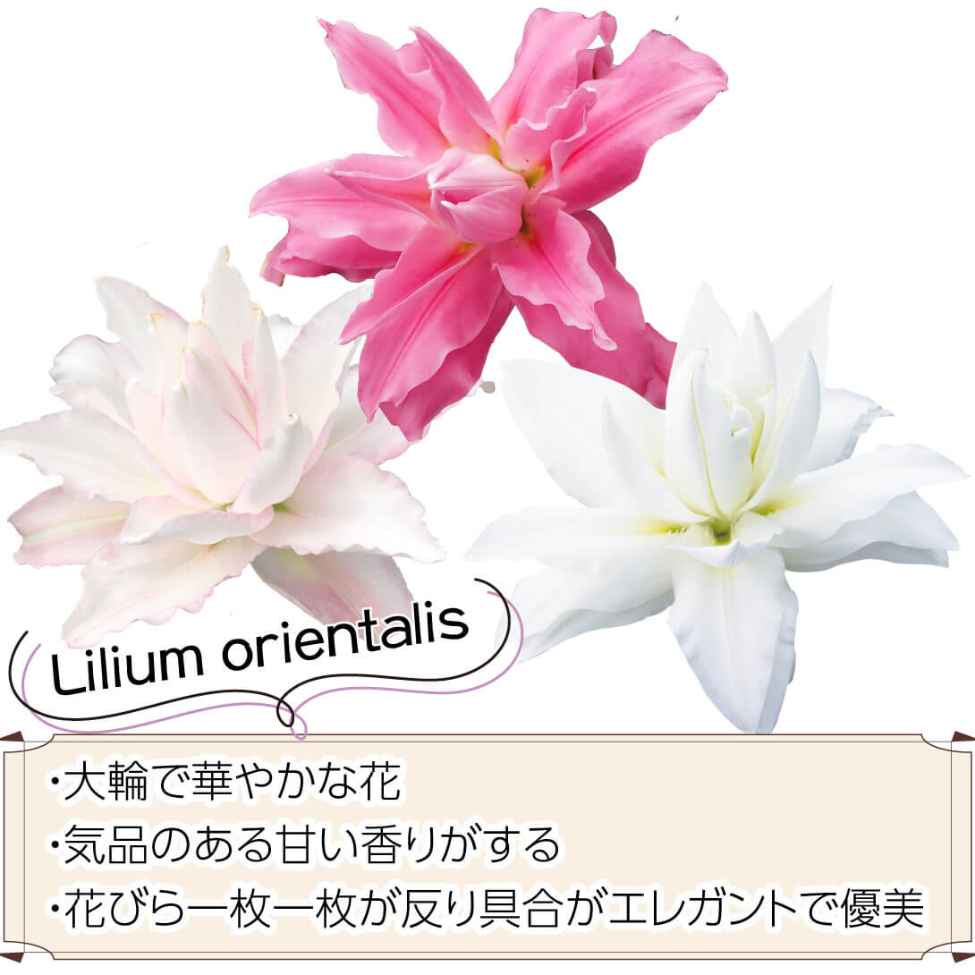 8月咲八重咲オリエンタルリリーセット