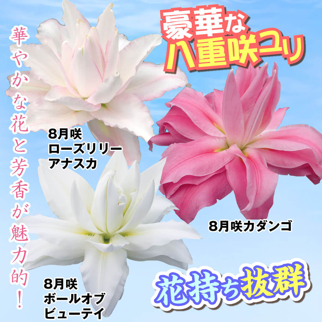 8月咲八重咲オリエンタルリリーセット