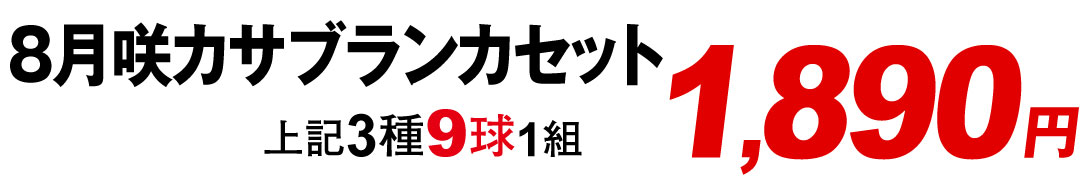 8月咲カサブランカセット