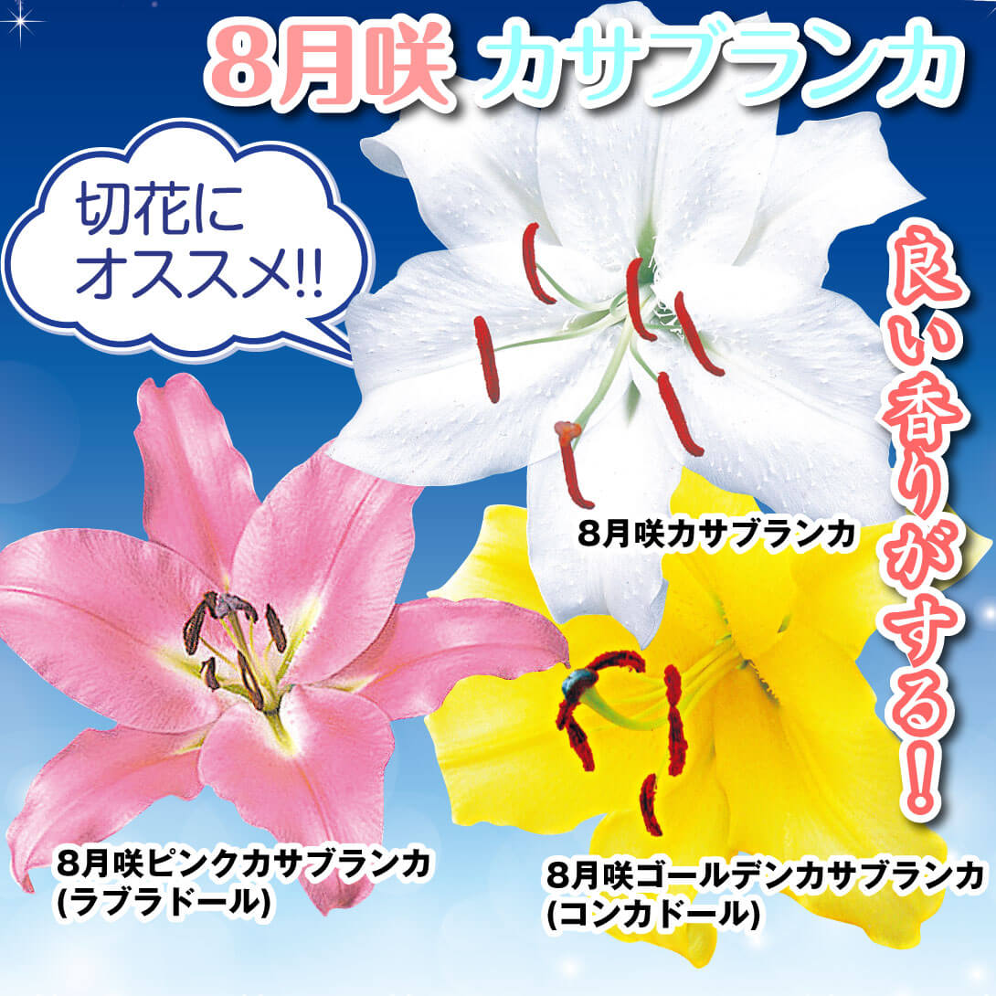 8月咲カサブランカセット