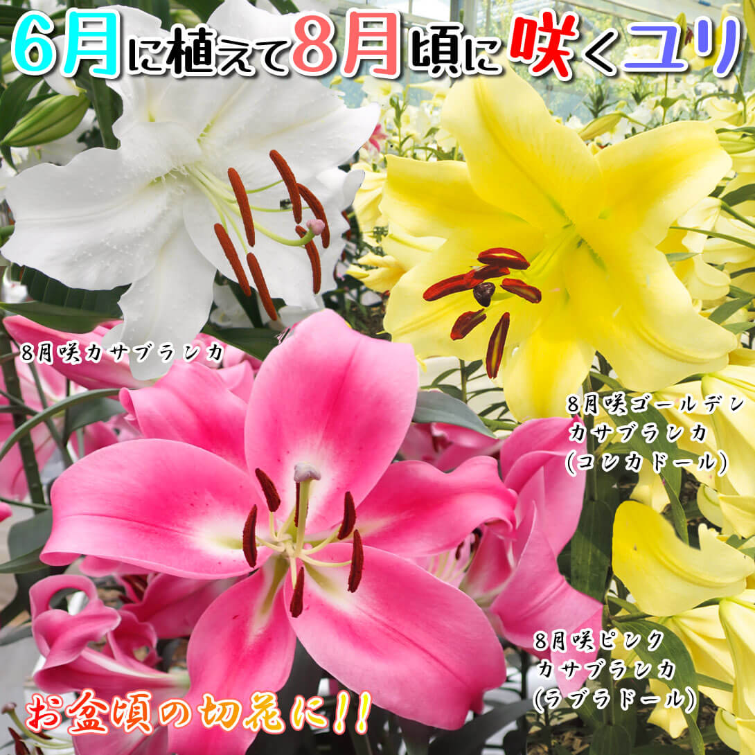 8月咲カサブランカセット