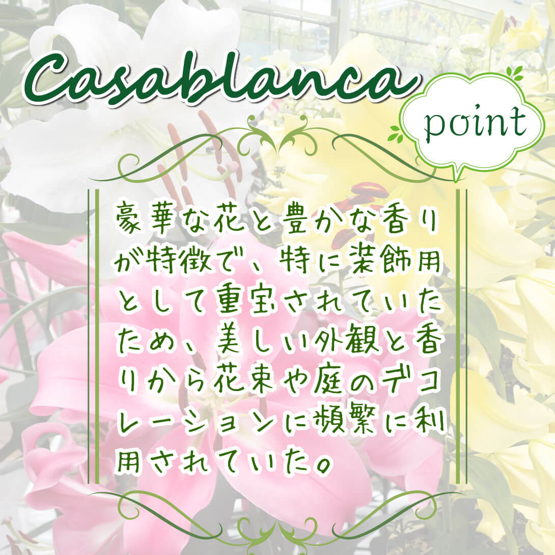 8月咲カサブランカセット