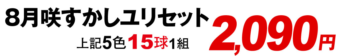 8月咲すかしユリセット