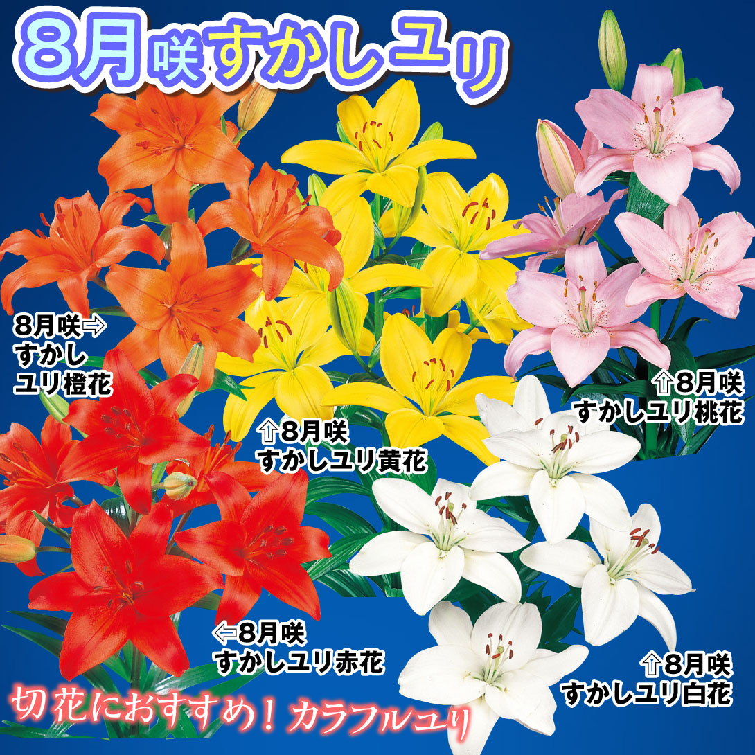 8月咲すかしユリセット