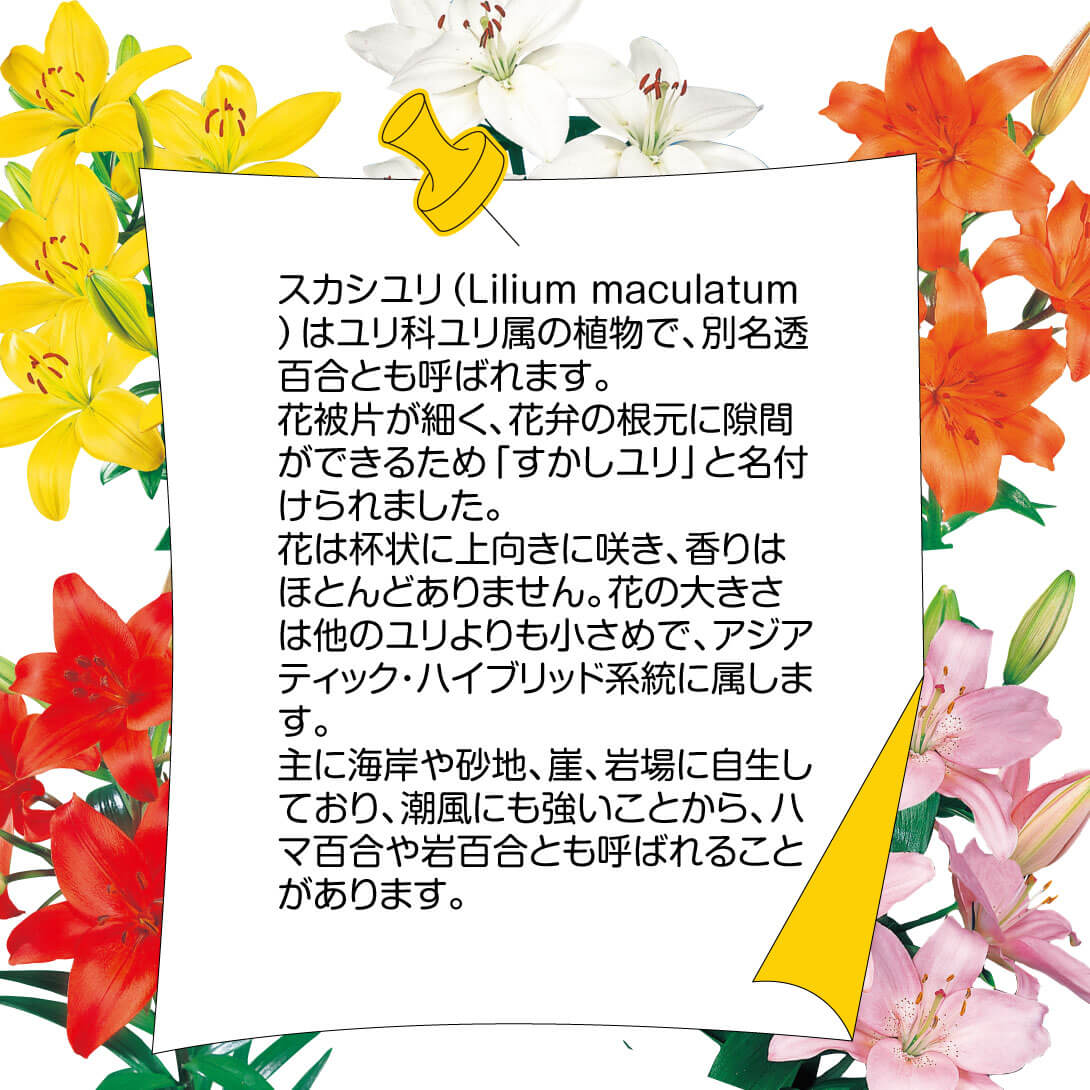 8月咲すかしユリセット