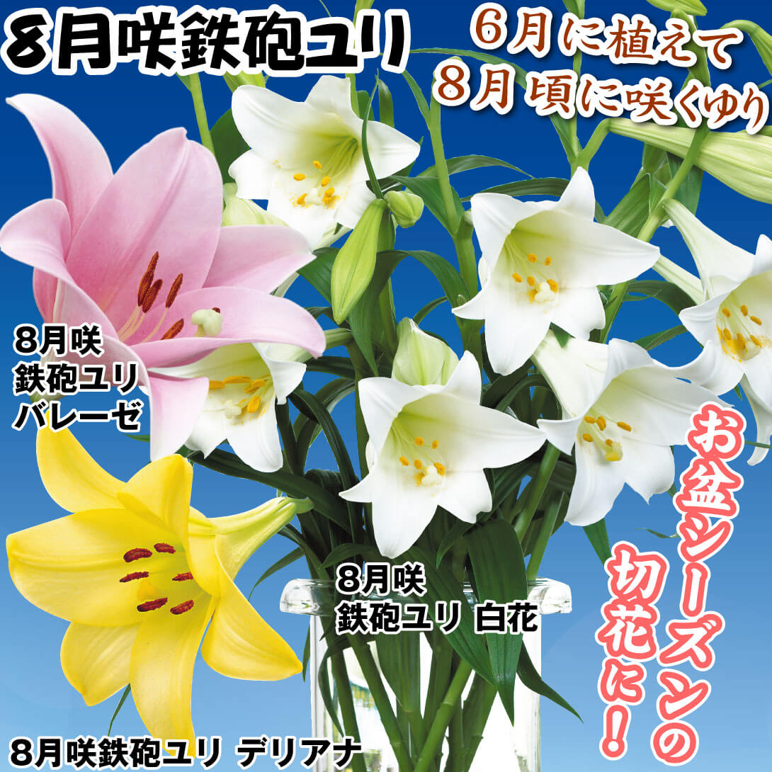 8月咲鉄砲ユリセット