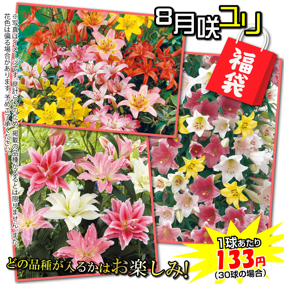 8月咲ユリ福袋