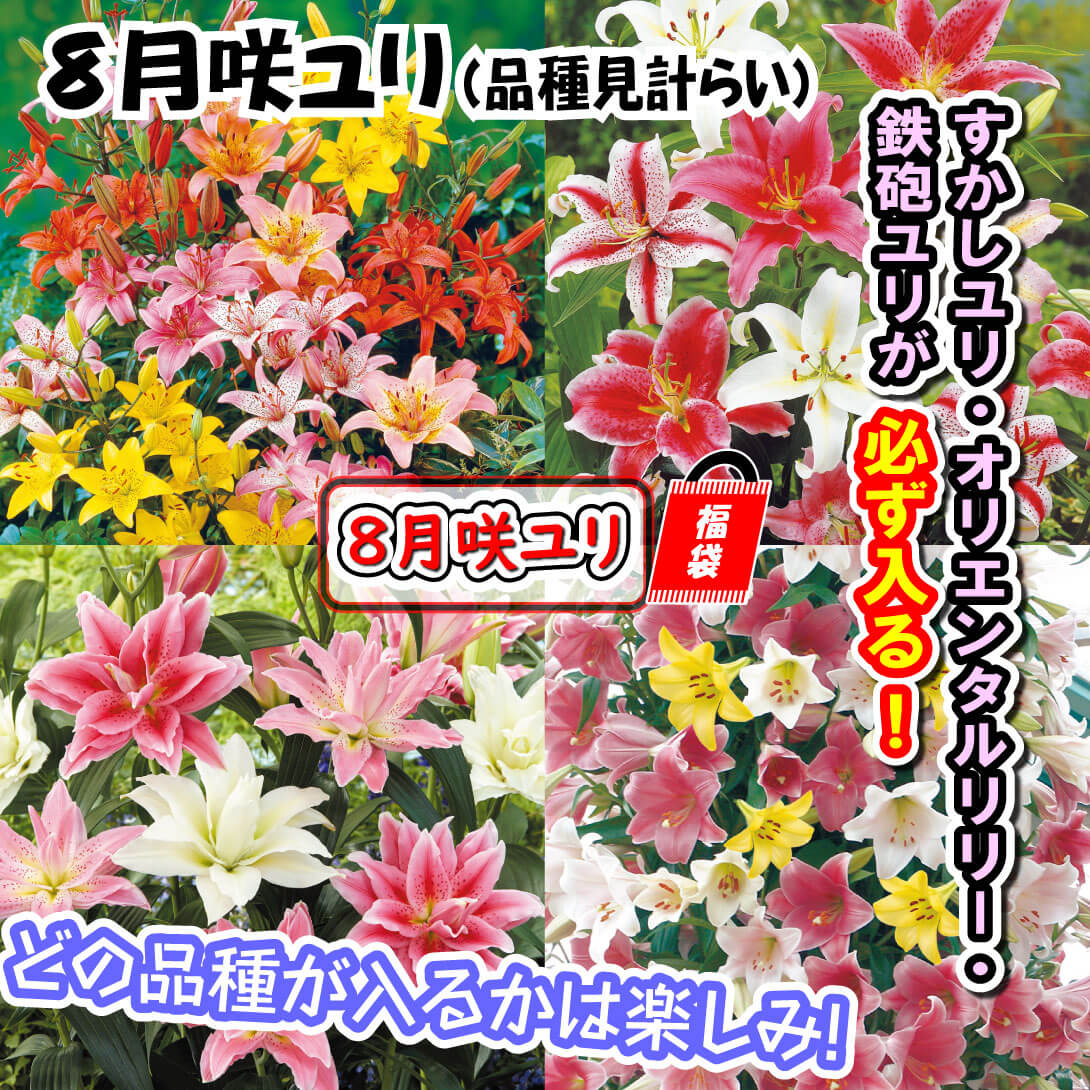 8月咲ユリ福袋
