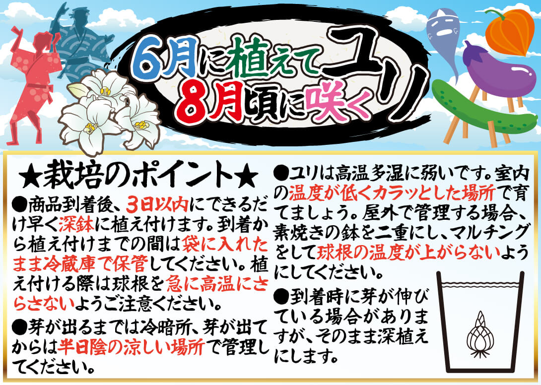 8月咲ユリ福袋