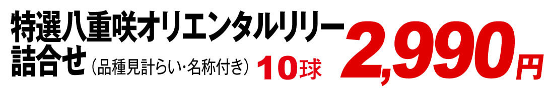 特選八重咲オリエンタルリリー詰合せ