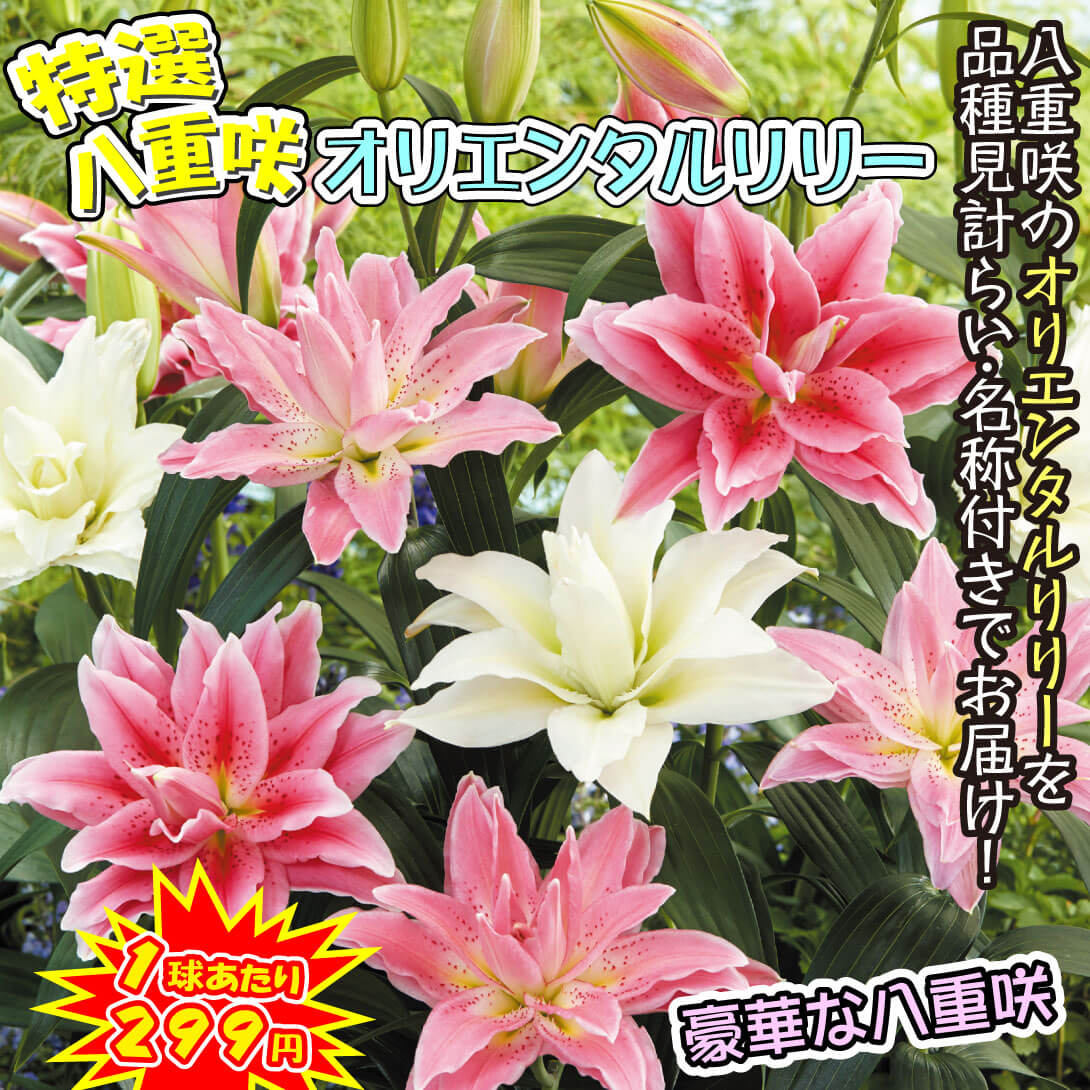特選八重咲オリエンタルリリー詰合せ