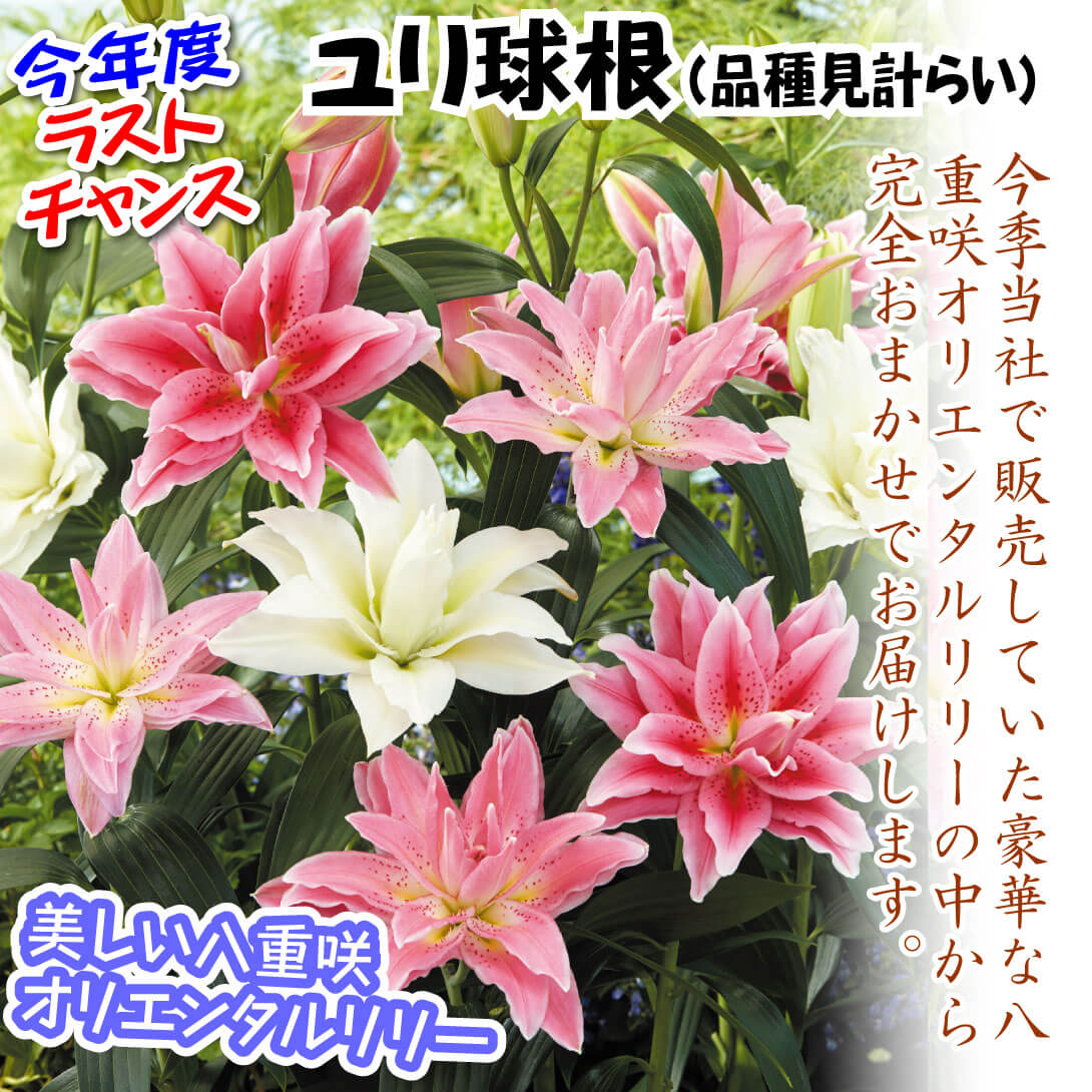 特選八重咲オリエンタルリリー詰合せ