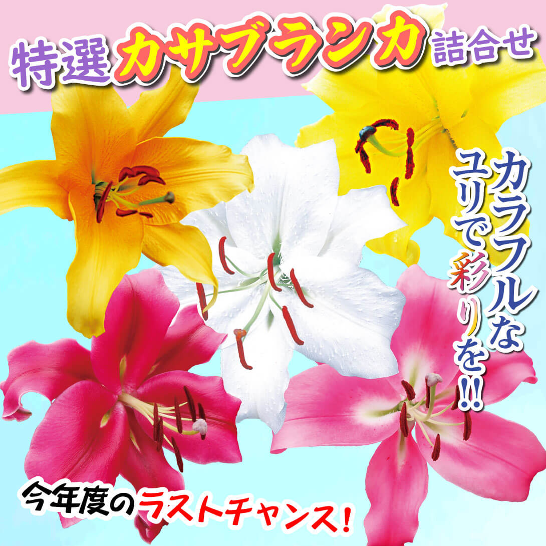 特選カサブランカ詰合せ