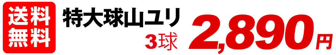 特大球山ユリ