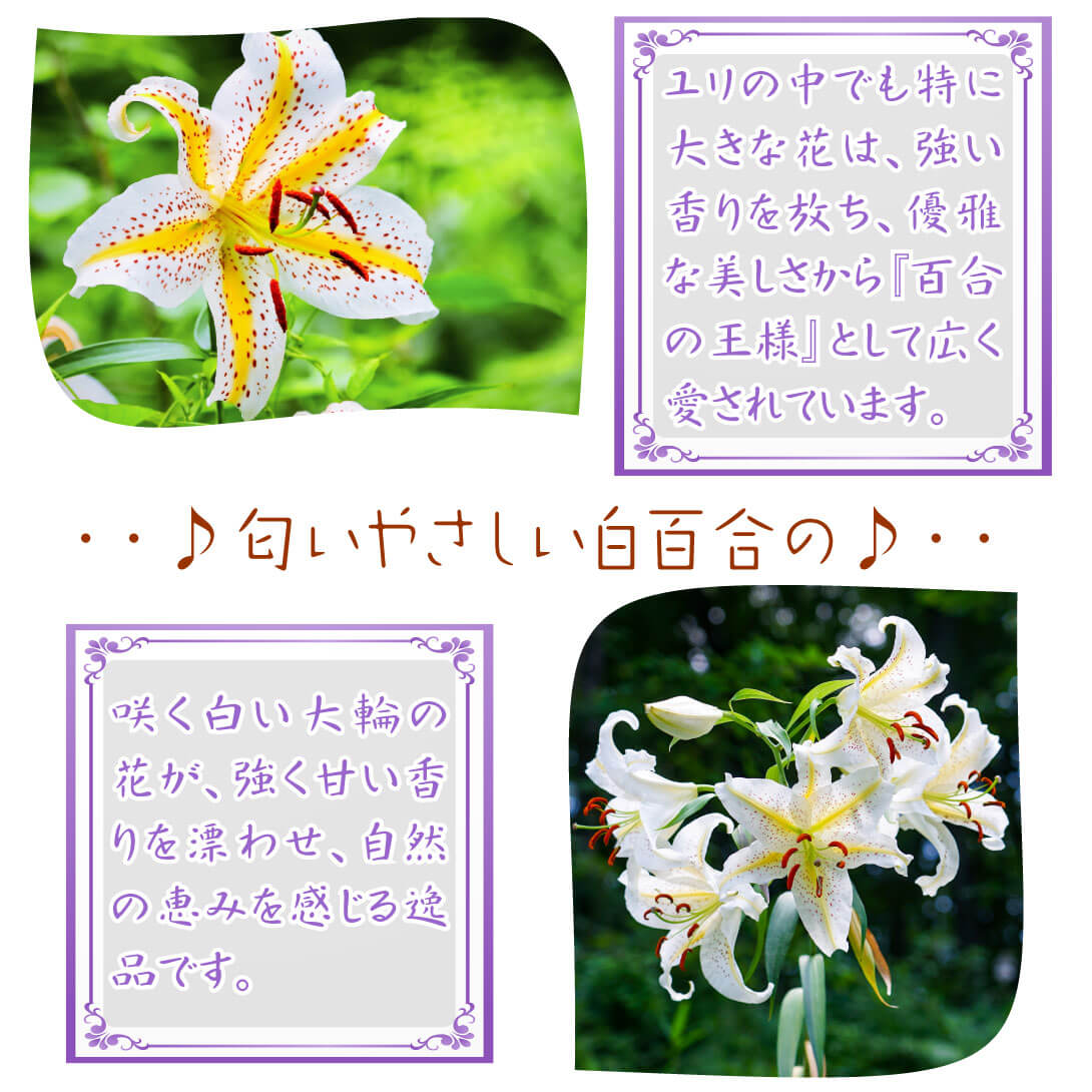 特大球山ユリ