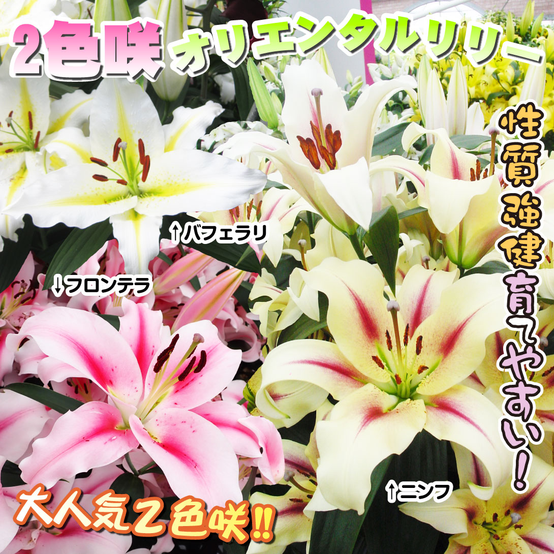 2色咲強健オリエンタルリリーセット