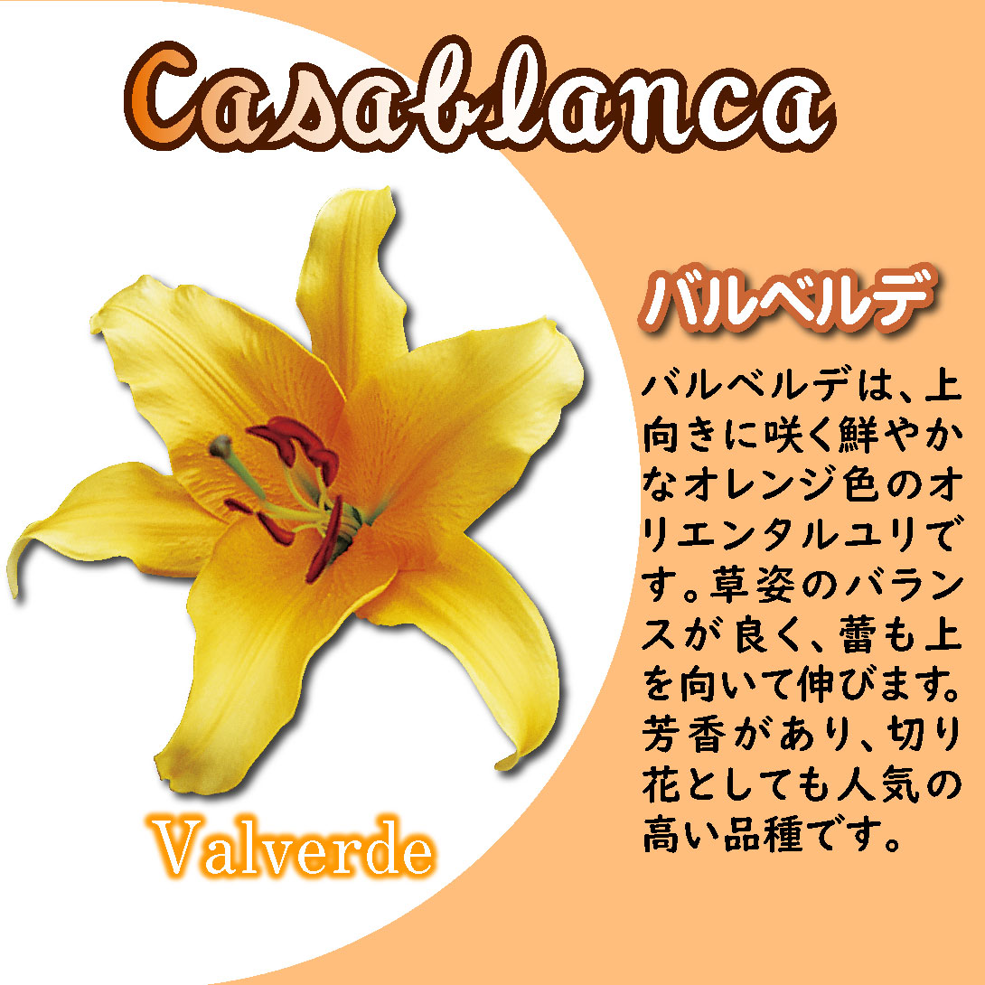 大球カサブランカファミリーセット