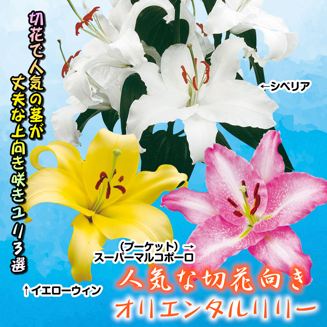 人気な切花向きオリエンタルリリーセット