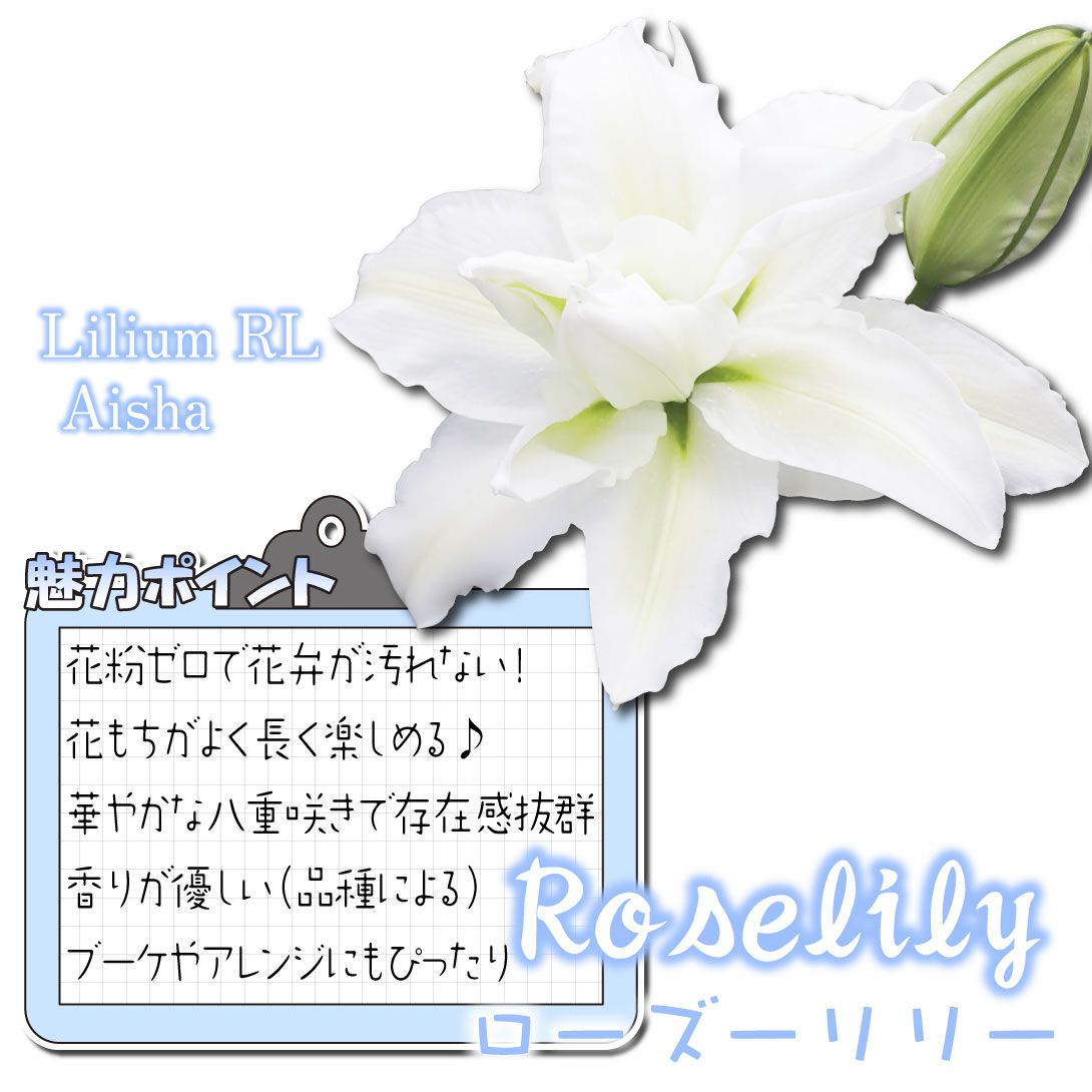  ローズリリー アイシャ