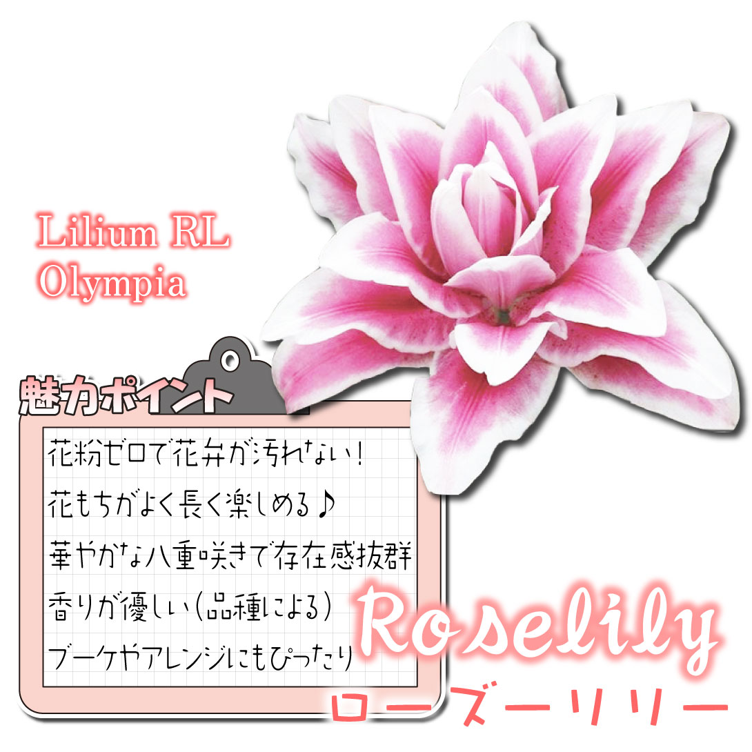  ローズリリー オリンピア