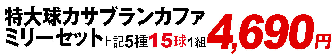 特大球カサブランカファミリーセット