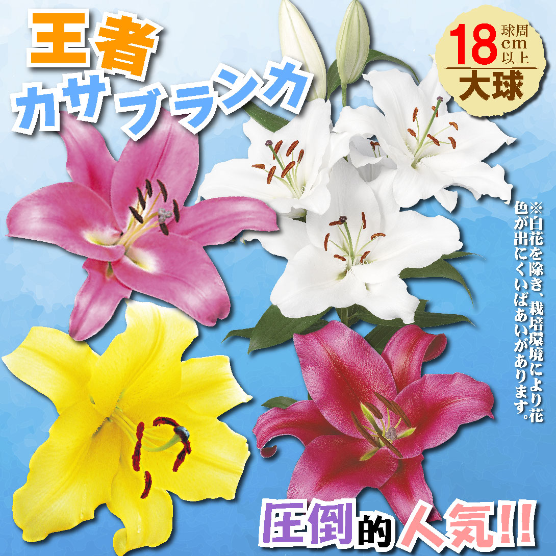 超大人気大球カサブランカセット